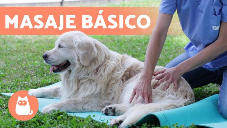 Masajes Terap&eacute;uticos para Calmar Animales Inquietos