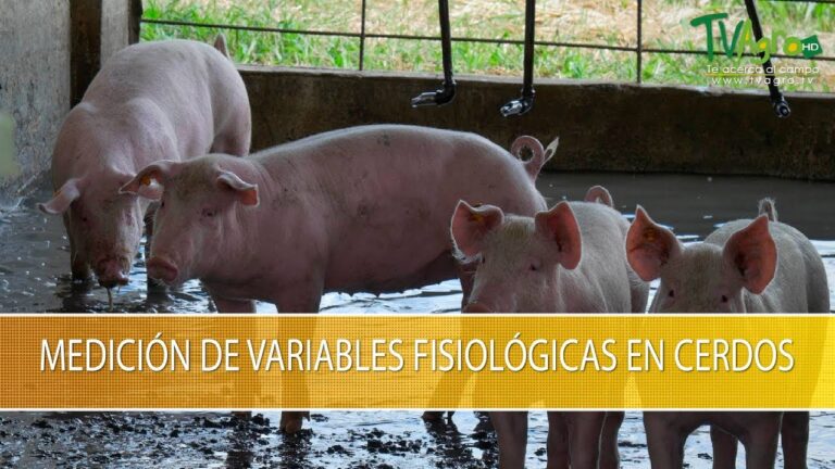 Innovaciones en Sensores de Salud Animal para la Pr&aacute;ctica Veterinaria