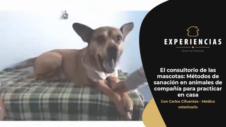 Cirug&iacute;as de Nariz en Mascotas: Lo Que Debes Saber