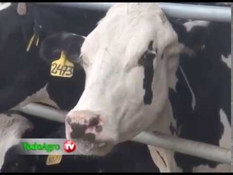 Dietas Personalizadas para Mascotas en la Consulta Veterinaria