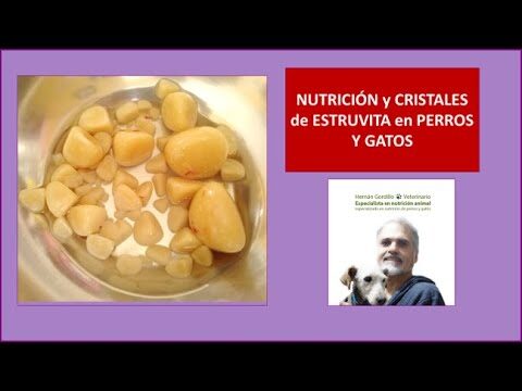 Nutricionista Veterinario: Clave para el Control de Peso en Mascotas