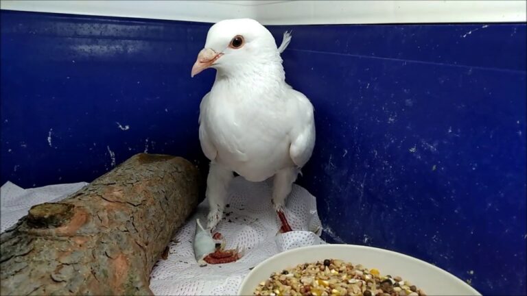 Gu&iacute;a de Apoyo Veterinario para Aves Dom&eacute;sticas Heridas