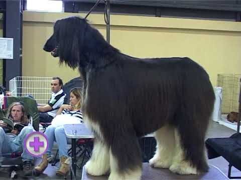 Importancia de la Inmunizaci&oacute;n Temprana en Mascotas