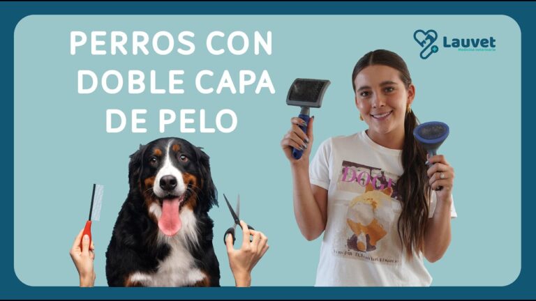 Importancia de la Rutina de Cuidado del Pelo en la Salud de las Mascotas