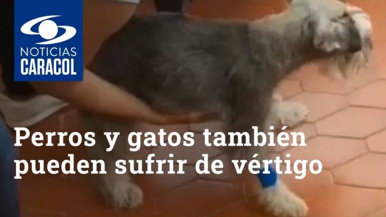 Medicamentos y Terapias Efectivas para la Salud Visual de Mascotas