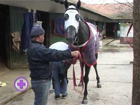 Examen Podol&oacute;gico en Caballos: Claves para la Salud Equina