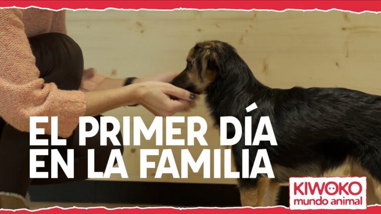 Consejos Esenciales para Adoptar tu Nueva Mascota