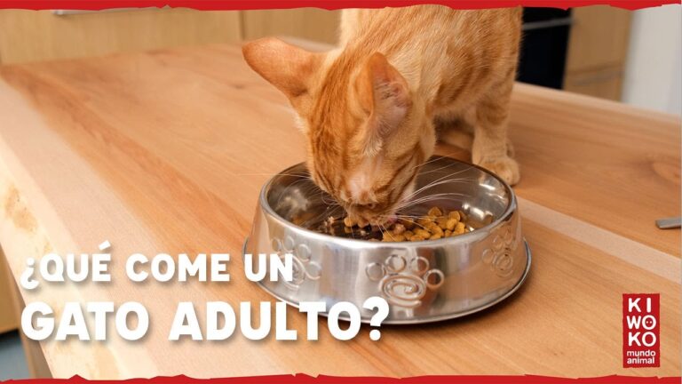 Nutrientes Esenciales para la Alimentaci&oacute;n de Gatos