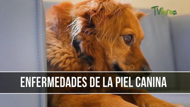 Infecciones Cut&aacute;neas Comunes en Animales Dom&eacute;sticos