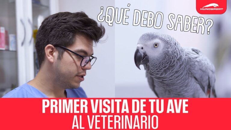 Veterinario Especializado en Aves: Importancia de la Desparasitaci&oacute;n