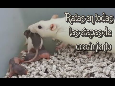 Importancia del Cuidado de la Higiene en Roedores Dom&eacute;sticos