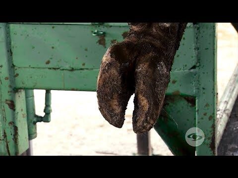 Cuidados Veterinarios Preventivos en la Alimentaci&oacute;n Equina