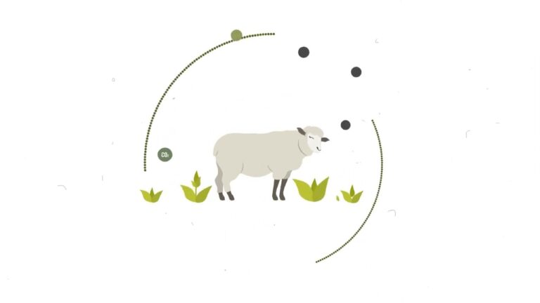 Impacto del Clima en la Cr&iacute;a de Animales