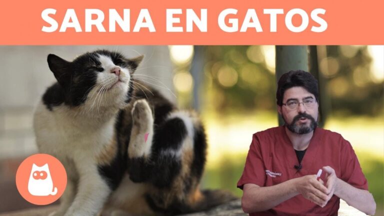 S&iacute;ntomas de sarna en perros y gatos: Gu&iacute;a de identificaci&oacute;n y cuidado