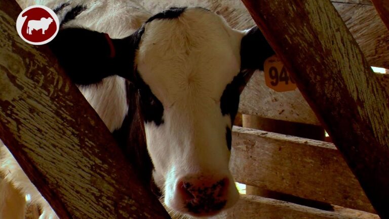 Cuidados Esenciales en la Cr&iacute;a de Animales para Reproducci&oacute;n