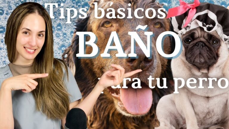 Consejos Esenciales para el Ba&ntilde;o Regular de Mascotas