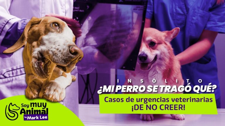 Juguetes Seguros para el Bienestar Animal de tus Mascotas