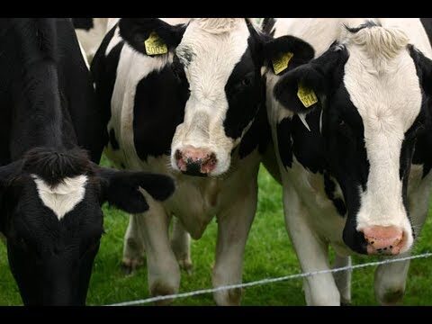 Soluciones Efectivas para el Manejo de Poblaciones Veterinarias