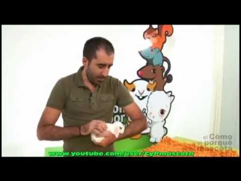 Cuidados Esenciales para la Desparasitaci&oacute;n de Conejos
