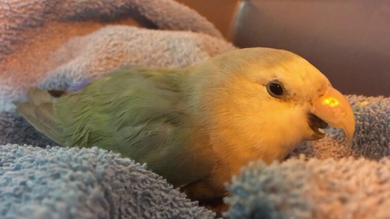 Atenci&oacute;n Veterinaria Especializada para Aves