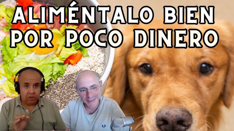 Consejos de Veterinarios para una Alimentación Saludable de Mascotas