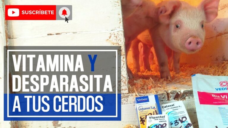 Beneficios de la Desparasitaci&oacute;n en Animales Terrestres