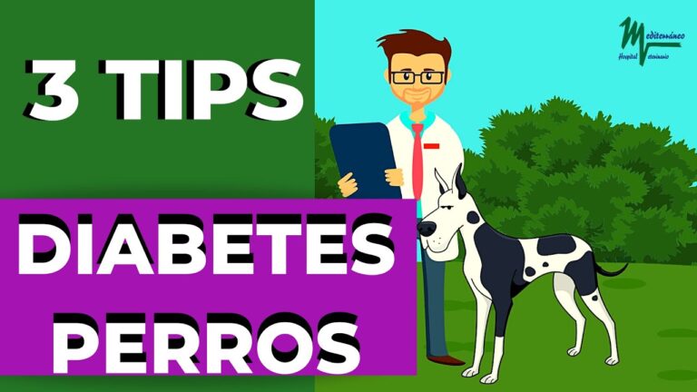 Signos de Alerta en Problemas Card&iacute;acos de Mascotas