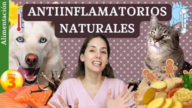 Beneficios de los Antiinflamatorios Naturales para Mascotas