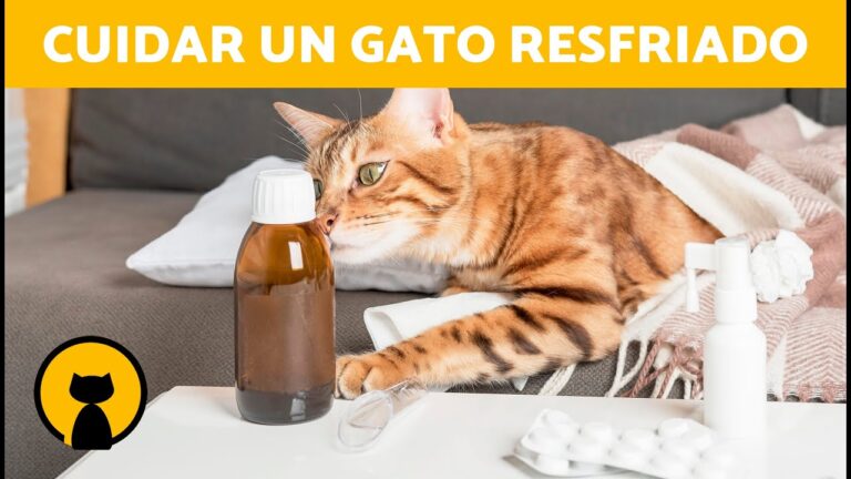 Medicamentos y Terapias Efectivas para Gatos Enfermos