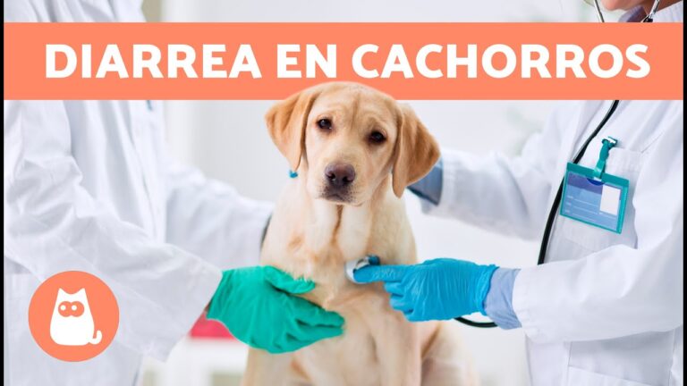 Atenci&oacute;n Veterinaria Urgente para Diarrea Severa en Mascotas