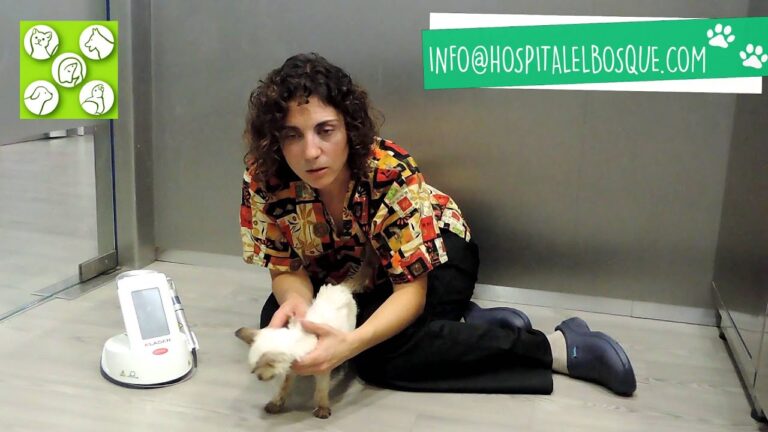 Efectividad de la Combinaci&oacute;n de Terapias Alternativas en Veterinaria