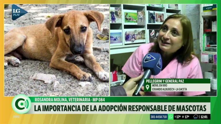 La clave de la adopci&oacute;n responsable en la veterinaria