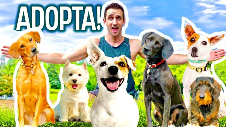 Refugios de Adopci&oacute;n: Creando Hogares para Animales Necesitados