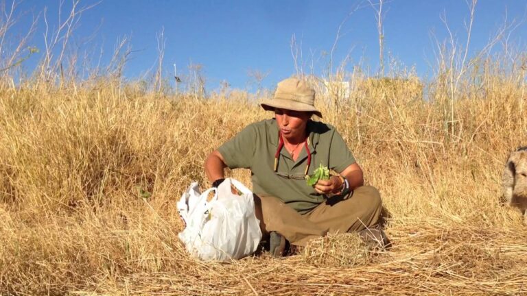Alimentos Ideales para Animales Ex&oacute;ticos