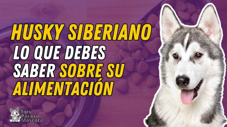 Suplementos Nutricionales para el Control de Grasas en Mascotas