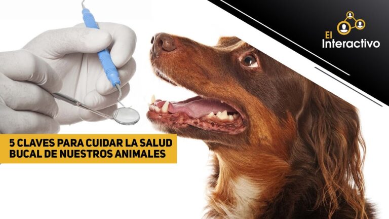 Cuidado Bucal y Nutrici&oacute;n en Perros: Claves para su Salud
