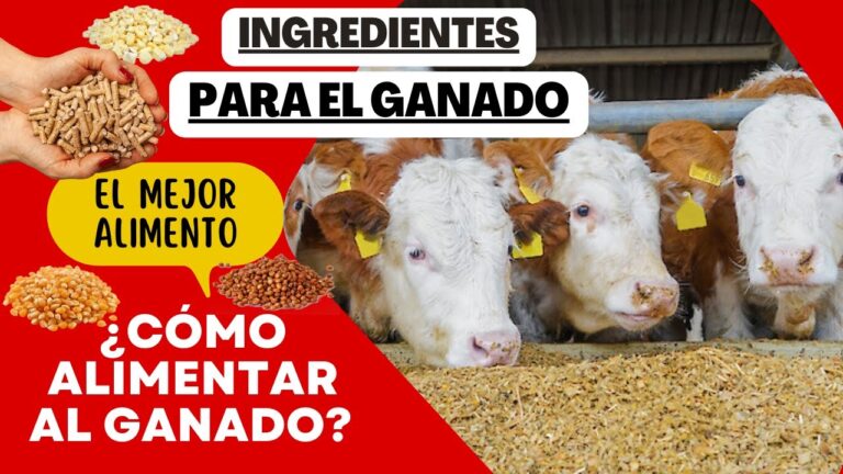 Ingredientes Clave para la Nutrici&oacute;n Animal