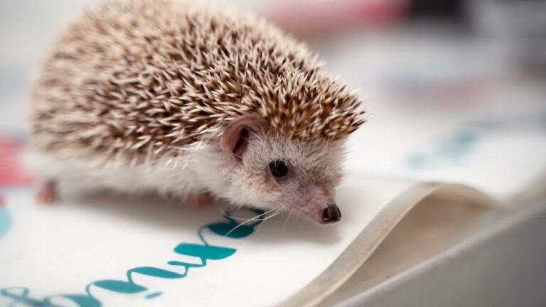 Gu&iacute;a del Veterinario Especializado en Reptiles como Mascotas