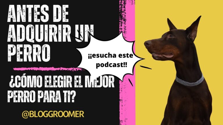 Factores Clave para la Adopci&oacute;n de Animales: Compatibilidad a Tener en Cuenta