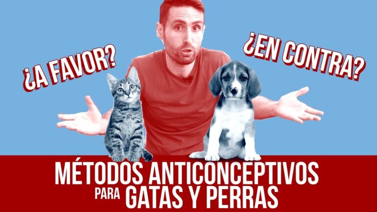 Anticonceptivos Seguros para Mascotas: Gu&iacute;a Esencial