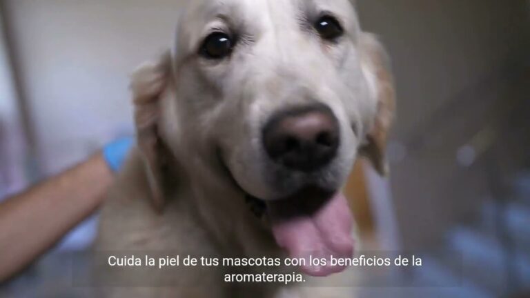Aromaterapia: Beneficios para la Salud de las Mascotas