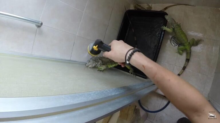 Cuidados Esenciales para el Ba&ntilde;o de Reptiles