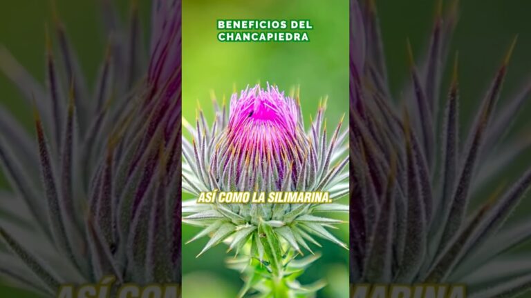 Decisiones Éticas sobre la Eutanasia en Hámsters