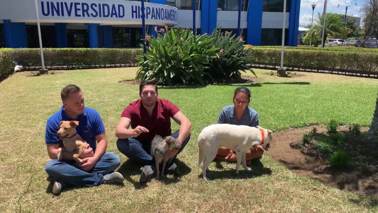 Bienestar Integral en la Salud Mental de los Animales