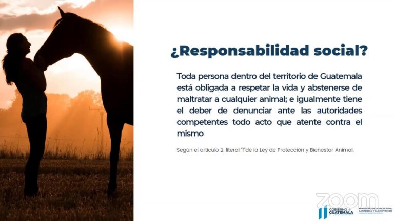 Bienestar Animal y Responsabilidad Profesional: Un Compromiso &Eacute;tico