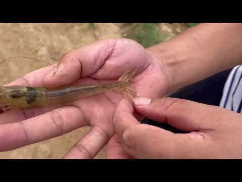 Nutrici&oacute;n Animal: Clave para el Control de Grasas