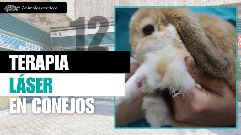 Veterinarios Especializados en Rehabilitaci&oacute;n de Animales Ex&oacute;ticos