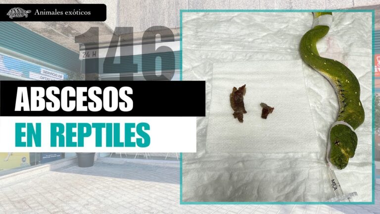 Cuidados y Recomendaciones para Reptiles Ex&oacute;ticos en el Hogar