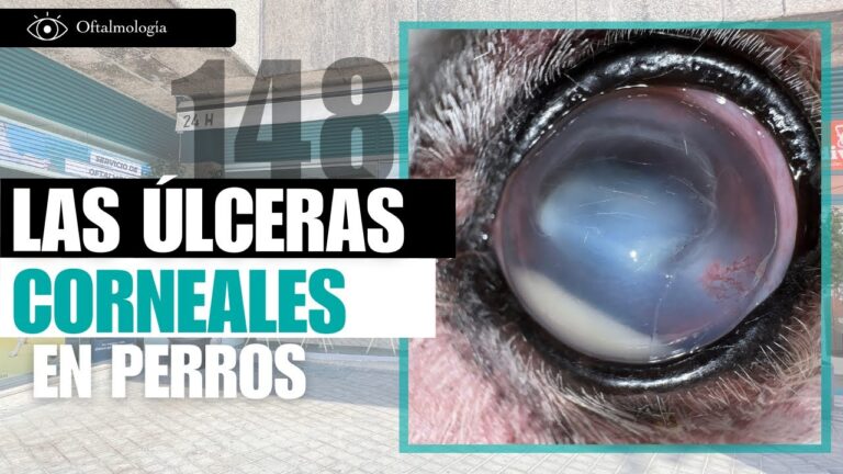 Veterinarios Expertos en Cirugía Ocular Animal