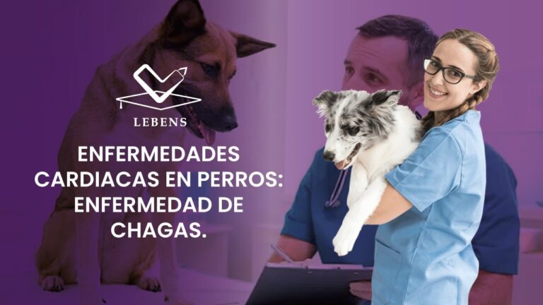 Opciones de Medicamentos para Cirug&iacute;a Veterinaria